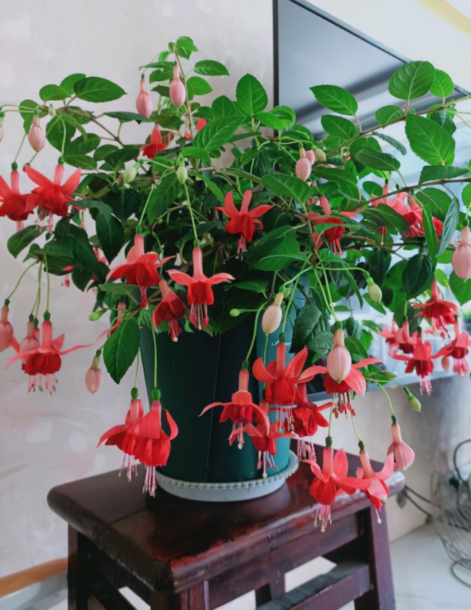 吊兰的图片_耐阴性好养植物_室内养花推荐