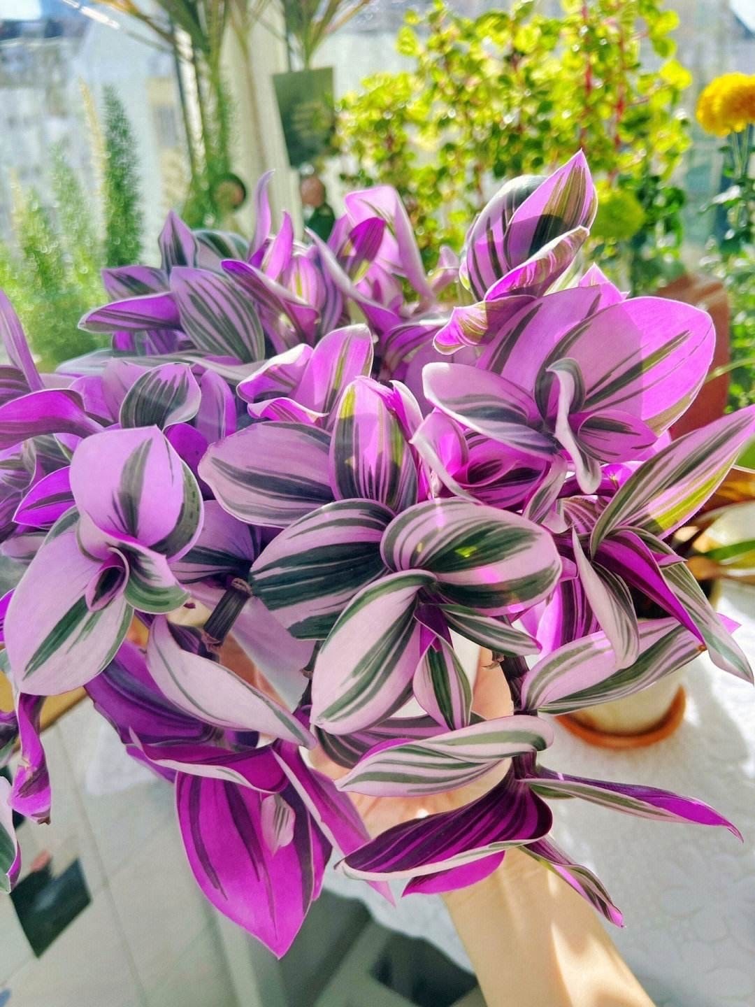 吊兰的图片_千叶吊兰种植技巧_吊兰好养好看净化空气