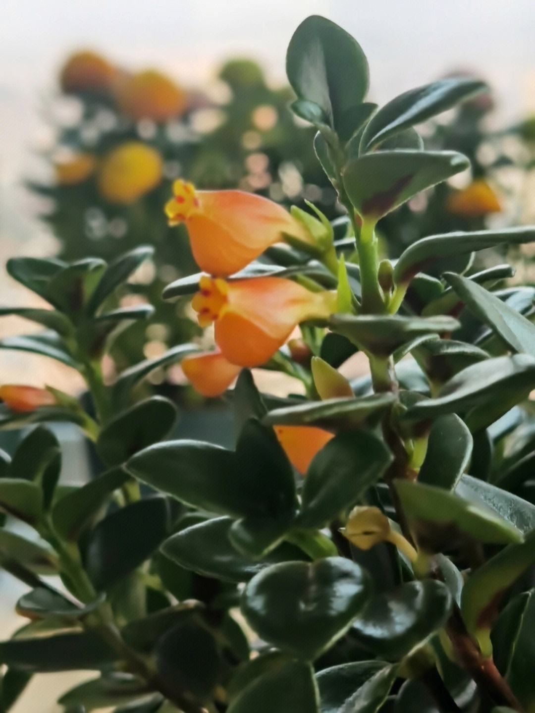 千叶吊兰种植技巧_吊兰的图片_吊兰好养好看净化空气