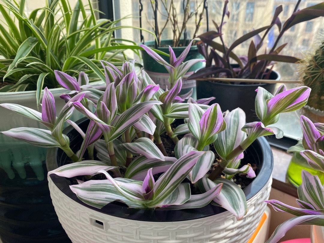 吊兰好养好看净化空气_千叶吊兰种植技巧_吊兰的图片