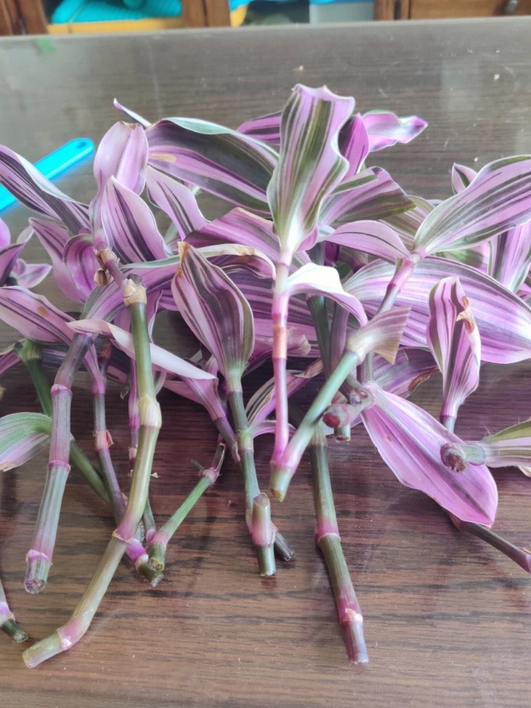 千叶吊兰种植技巧_吊兰好养好看净化空气_吊兰的图片