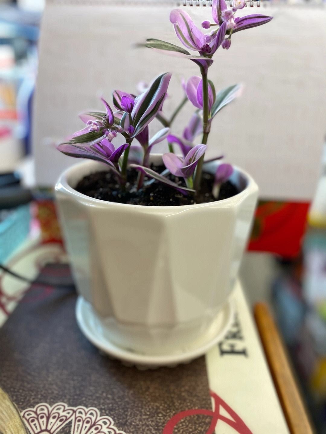 吊兰的图片_千叶吊兰种植技巧_吊兰好养好看净化空气