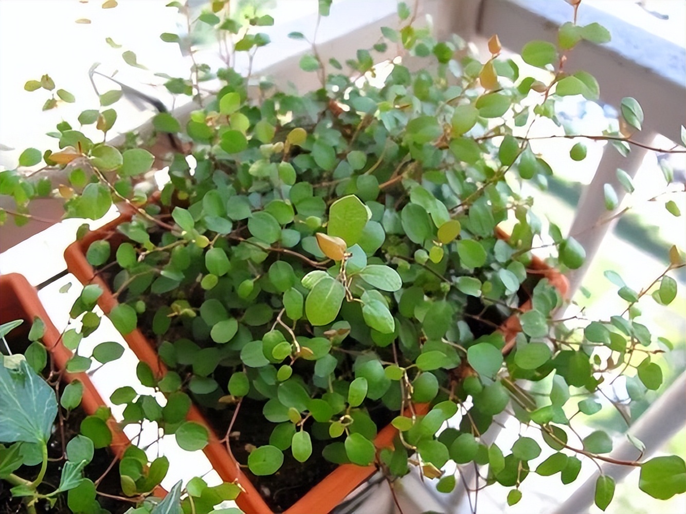 千叶吊兰种植技巧_吊兰好养好看净化空气_吊兰的图片