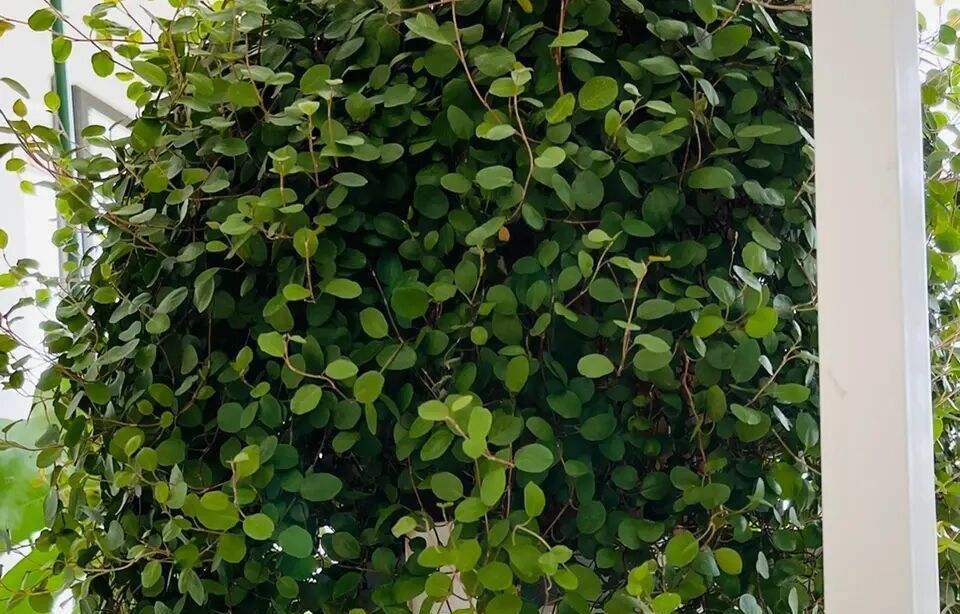 吊兰好养好看净化空气_千叶吊兰种植技巧_吊兰的图片