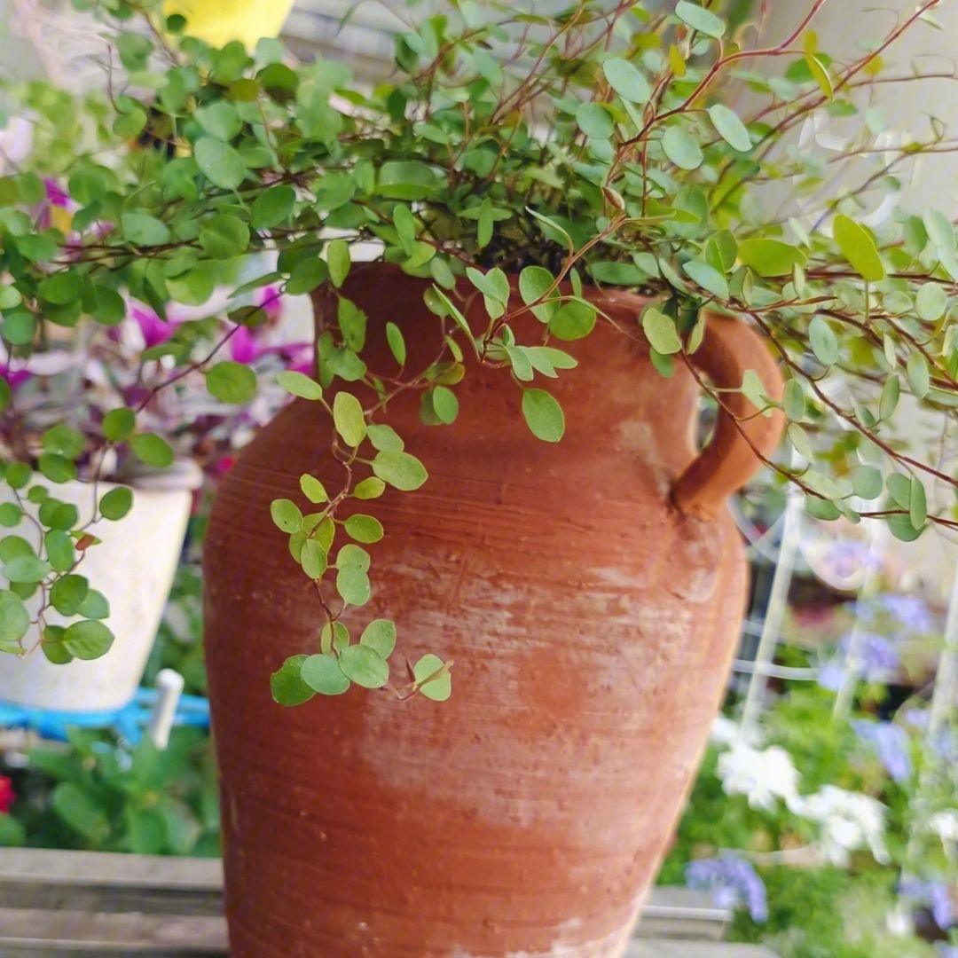 千叶吊兰种植技巧_吊兰好养好看净化空气_吊兰的图片