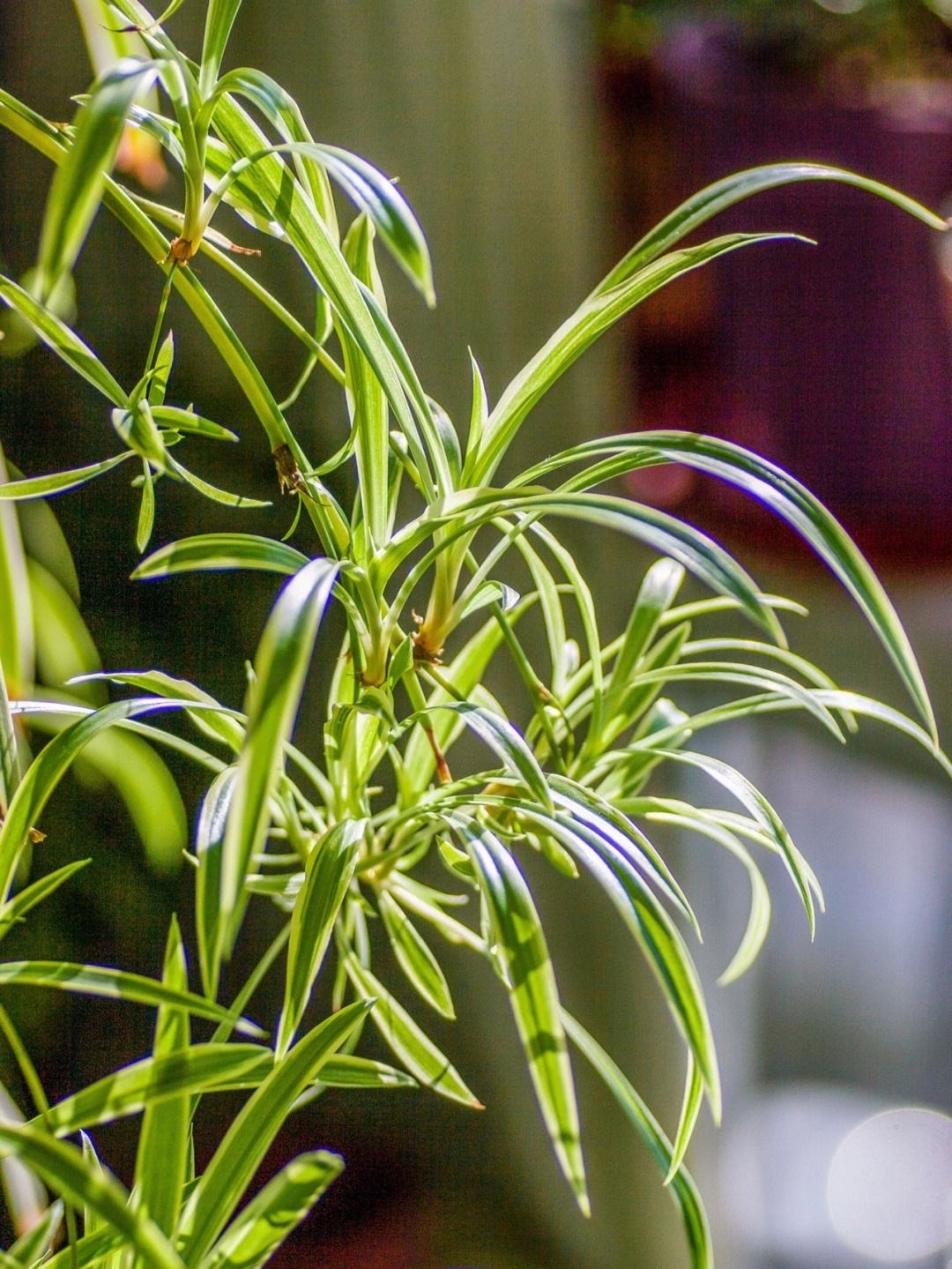 吊兰好养好看净化空气_千叶吊兰种植技巧_吊兰的图片