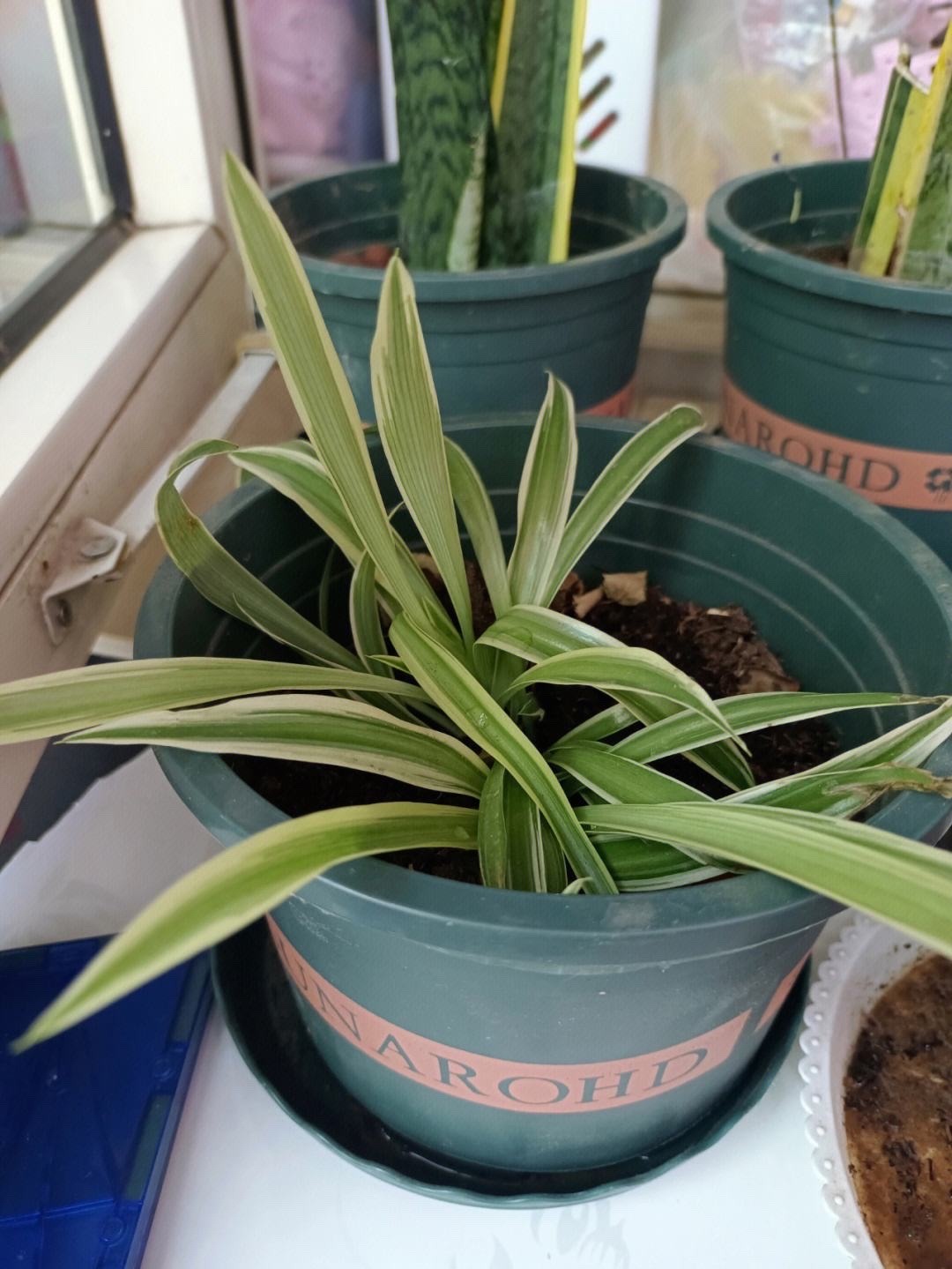 吊兰的图片_吊兰好养好看净化空气_千叶吊兰种植技巧