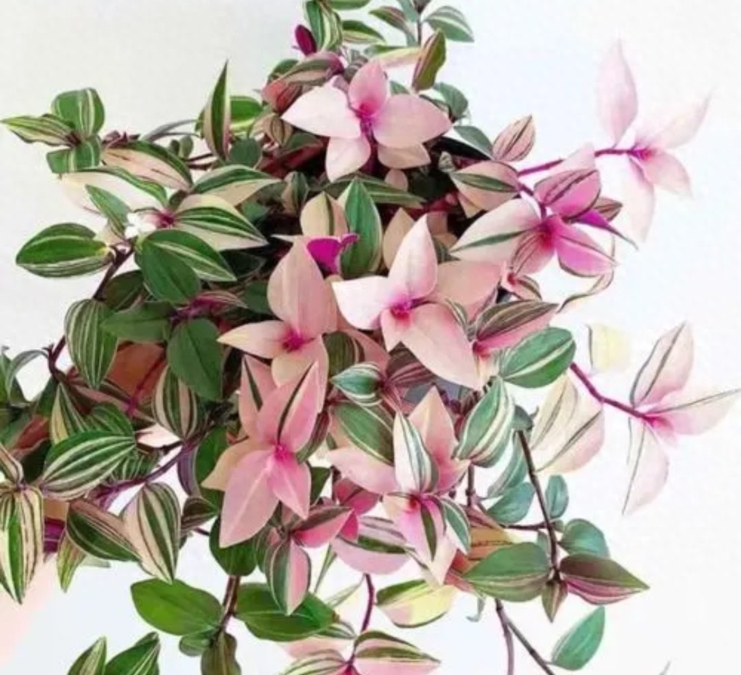 油画吊兰养护方法_吊兰的图片_油画婚礼吊兰