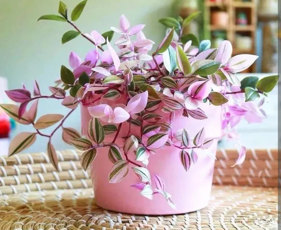 油画婚礼吊兰_吊兰的图片_油画吊兰养护方法