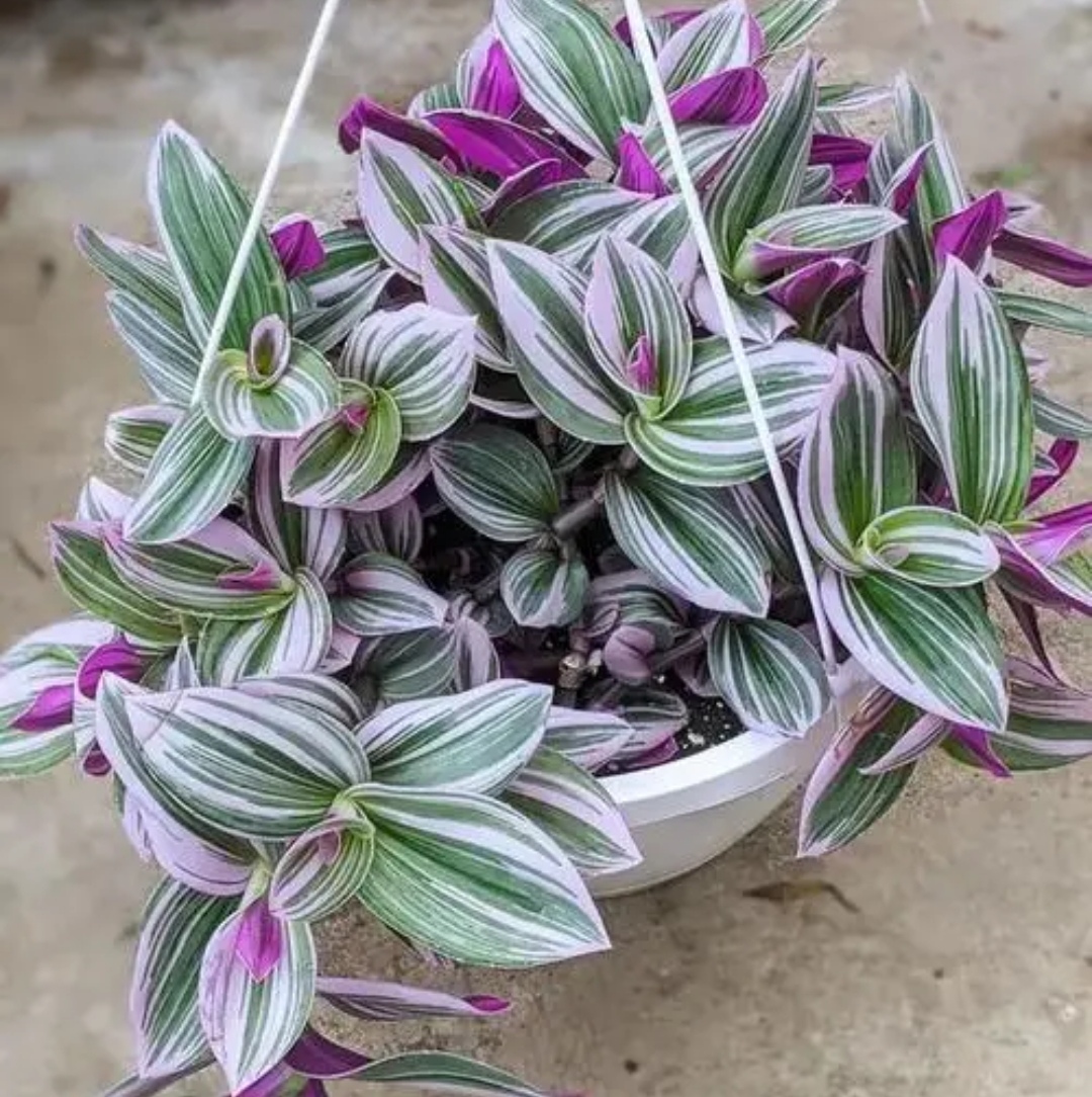 吊兰的图片_油画吊兰养护方法_油画婚礼吊兰