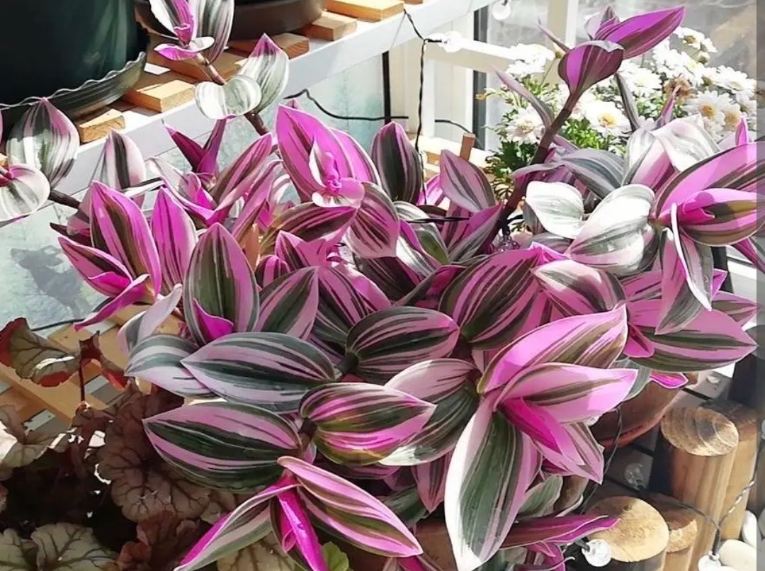 油画婚礼吊兰_油画吊兰养护方法_吊兰的图片