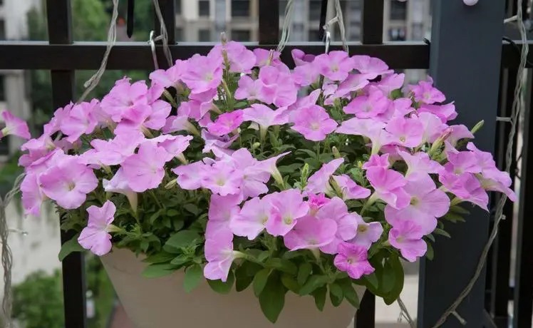 家中可养“3种”吊兰，如瀑布，长势旺，空气好，好养又好看