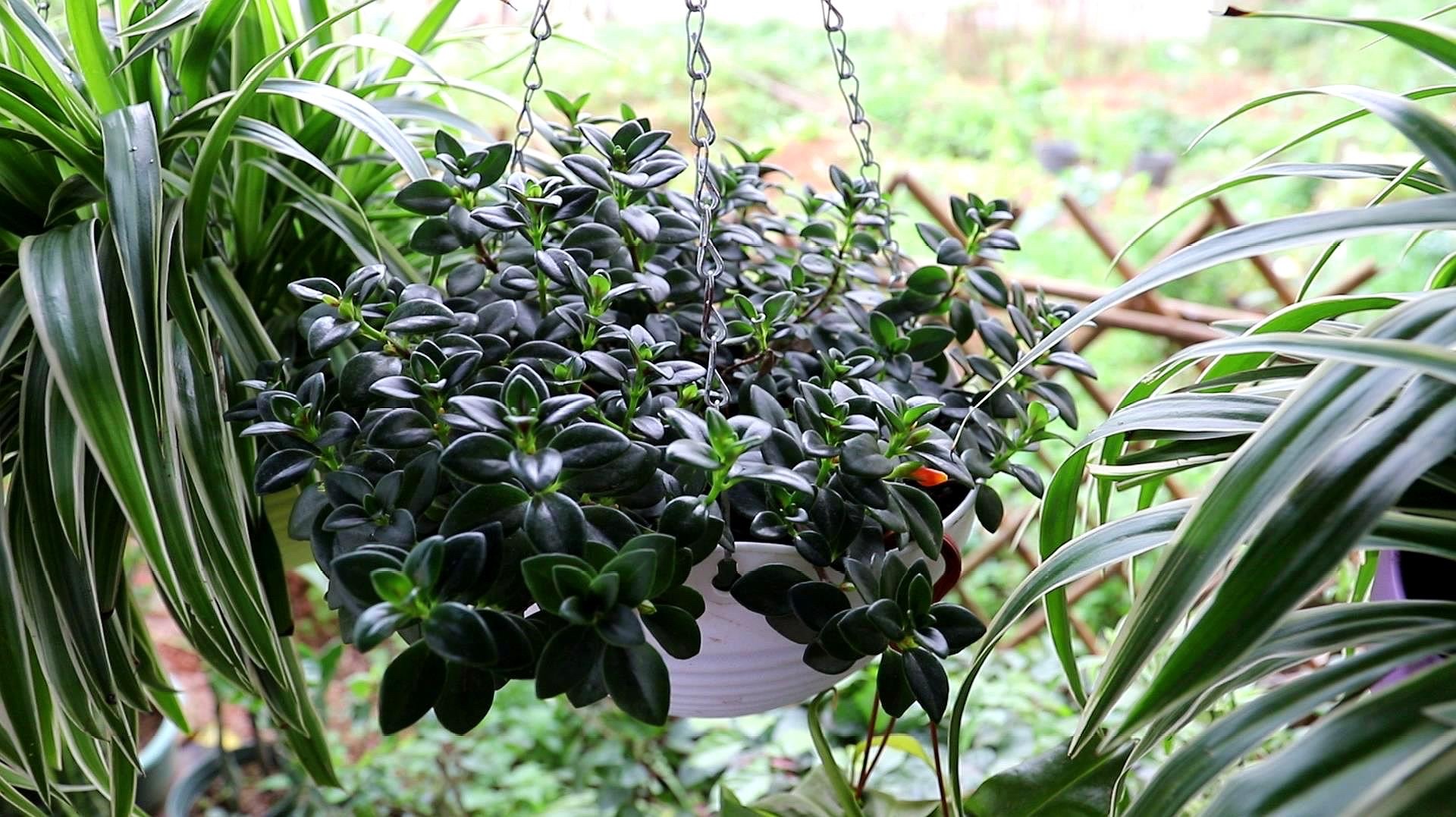 家中养吊兰_千叶吊兰好养_吊兰的图片