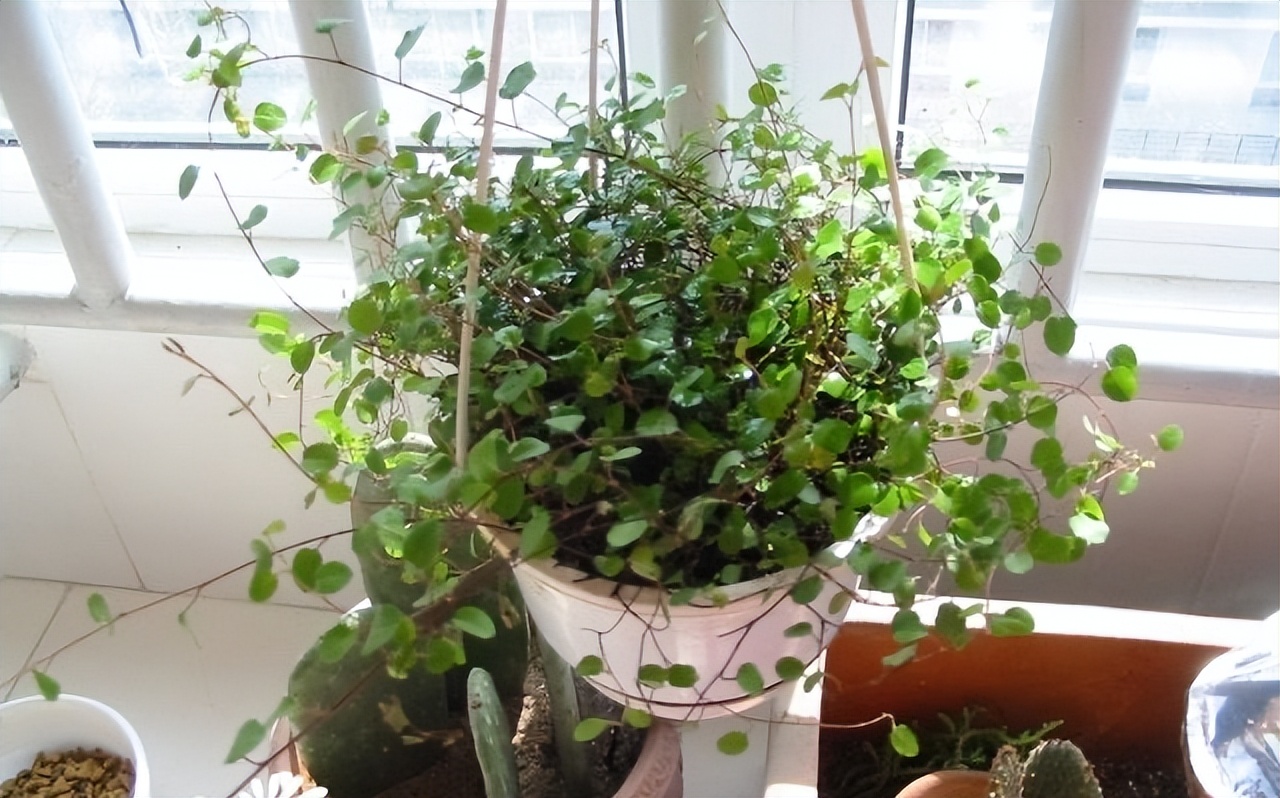 家中养吊兰_吊兰的图片_千叶吊兰好养