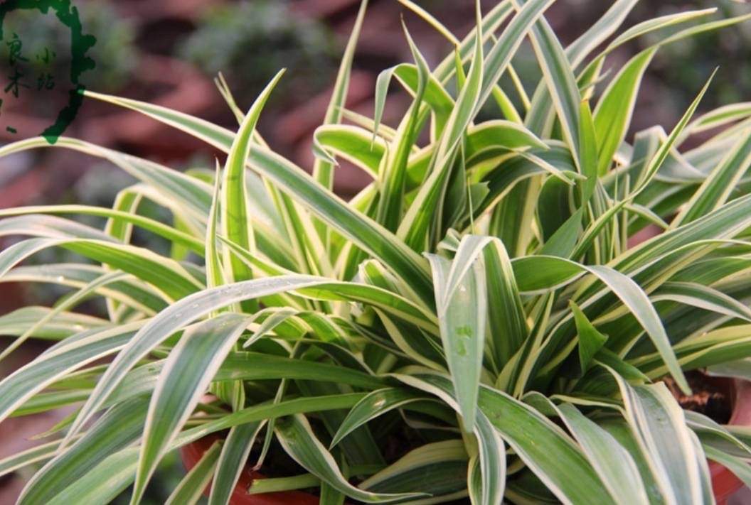 千叶吊兰好养_家中养吊兰_吊兰的图片