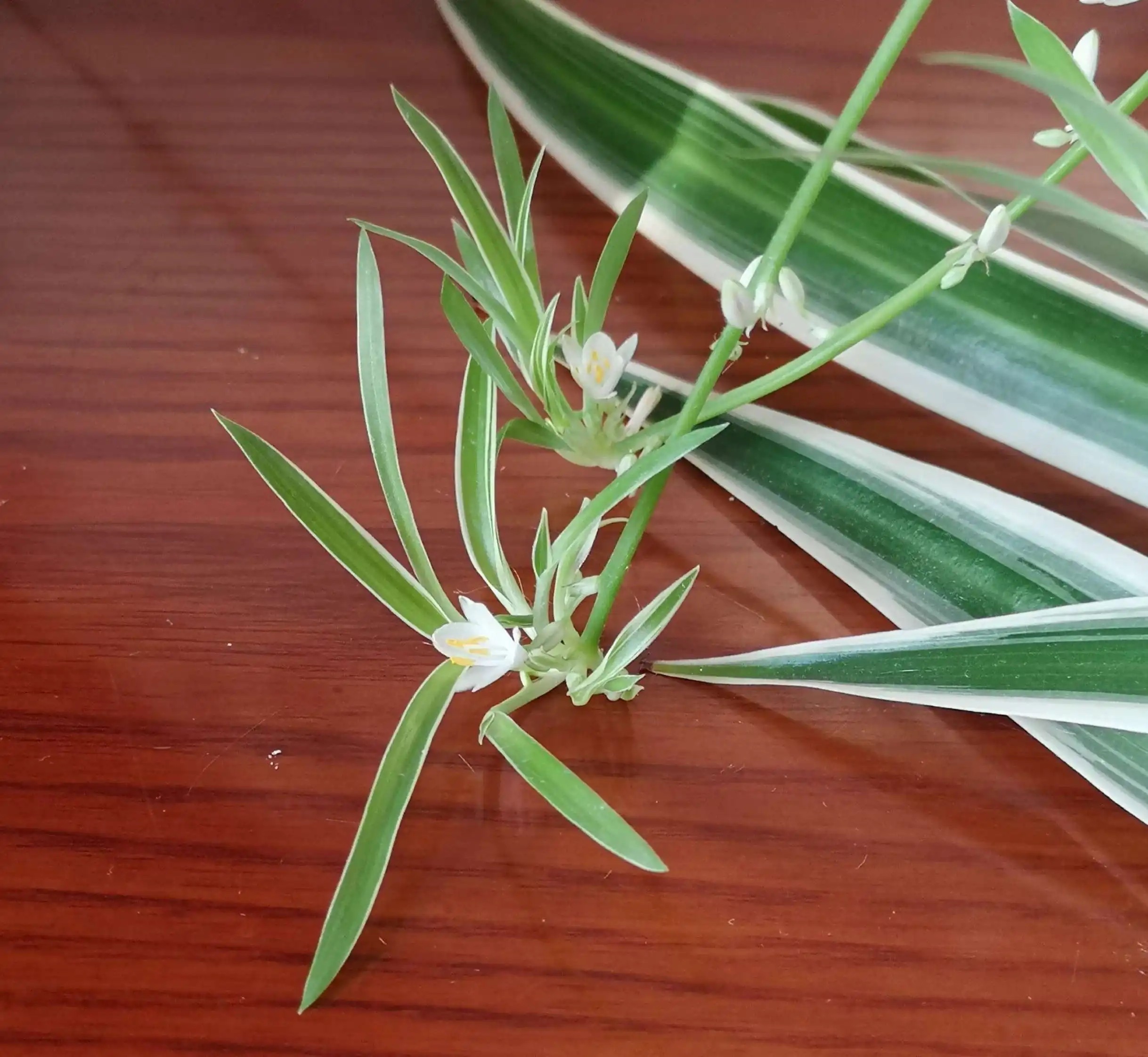 千叶吊兰好养_吊兰的图片_家中养吊兰