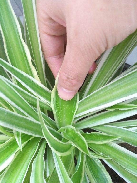 吊兰的图片_千叶吊兰好养_家中养吊兰