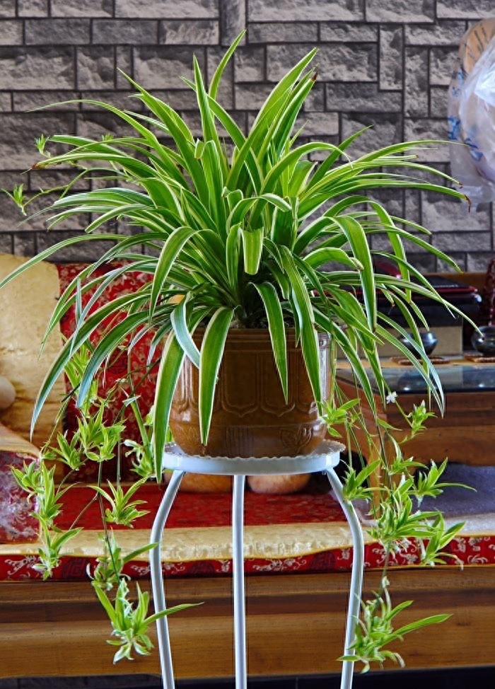 吊兰在家中的作用_养吊兰好处_吊兰的图片