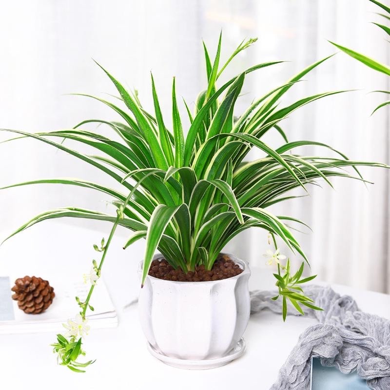 吊兰在家中的作用_养吊兰好处_吊兰的图片