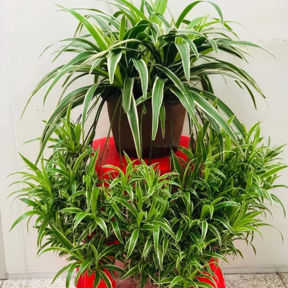 养吊兰好处_吊兰在家中的作用_吊兰的图片