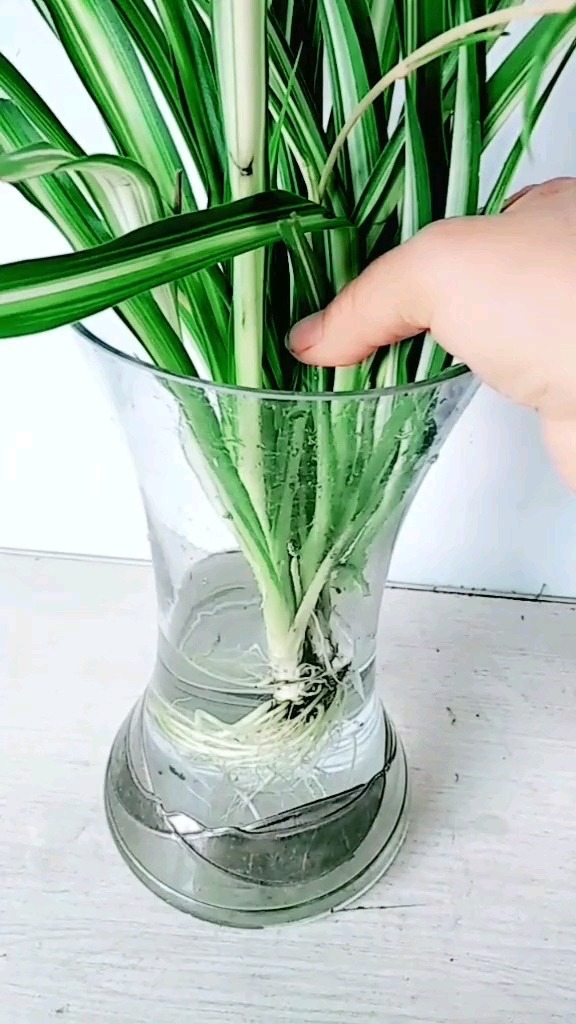 吊兰的图片_养吊兰好处_吊兰在家中的作用