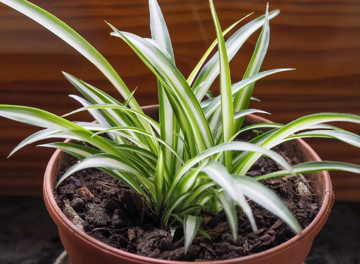 养吊兰好处_吊兰的图片_吊兰在家中的作用