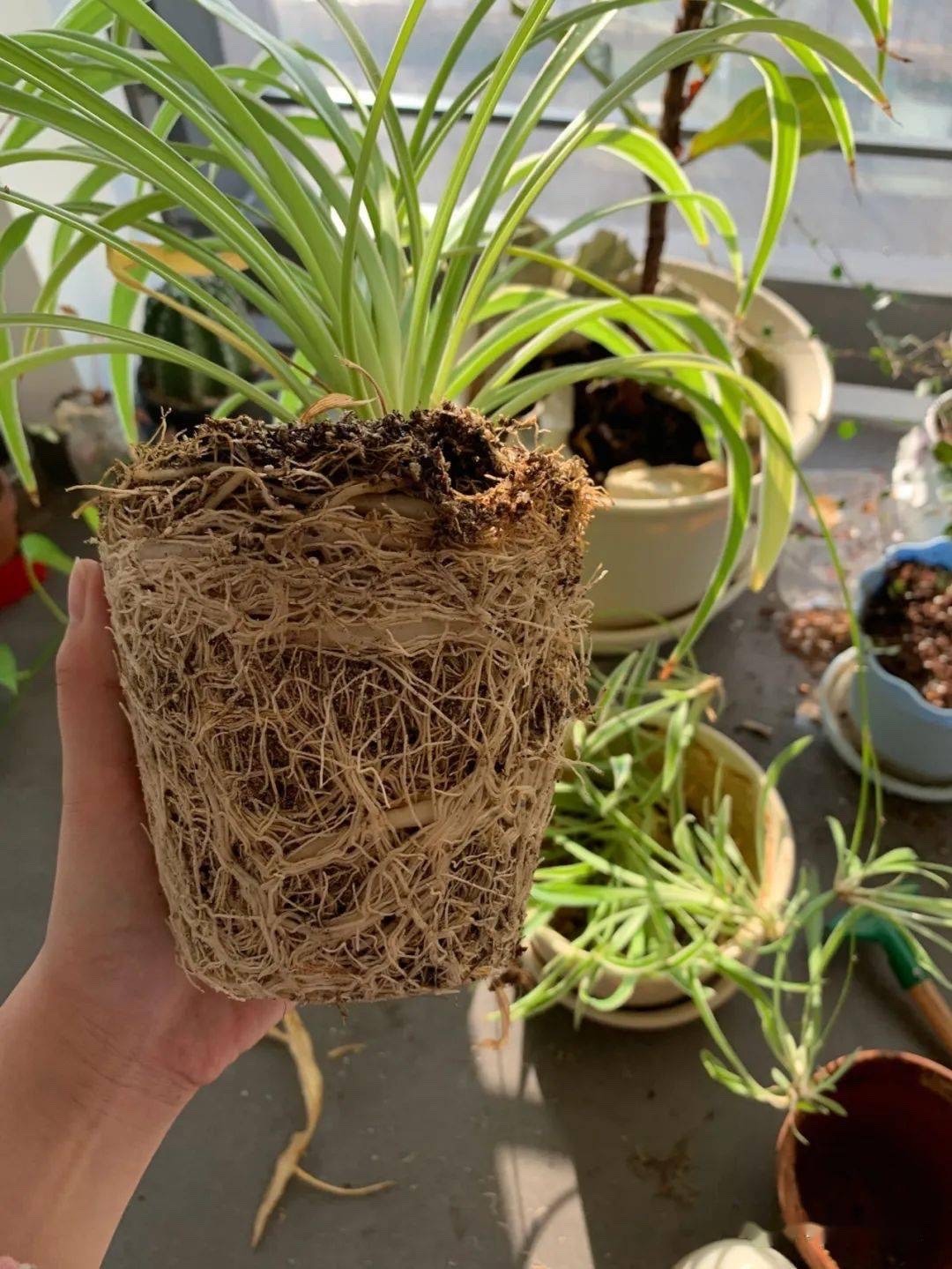 吊兰的图片_吊兰在家中的作用_养吊兰好处