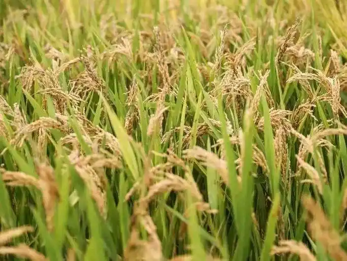 间谍在我国非法搜集亲本种子！国家安全部曝光