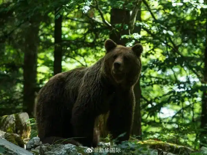 日本熊袭击事件_日本熊害应对措施_日本熊害死亡人数创新高