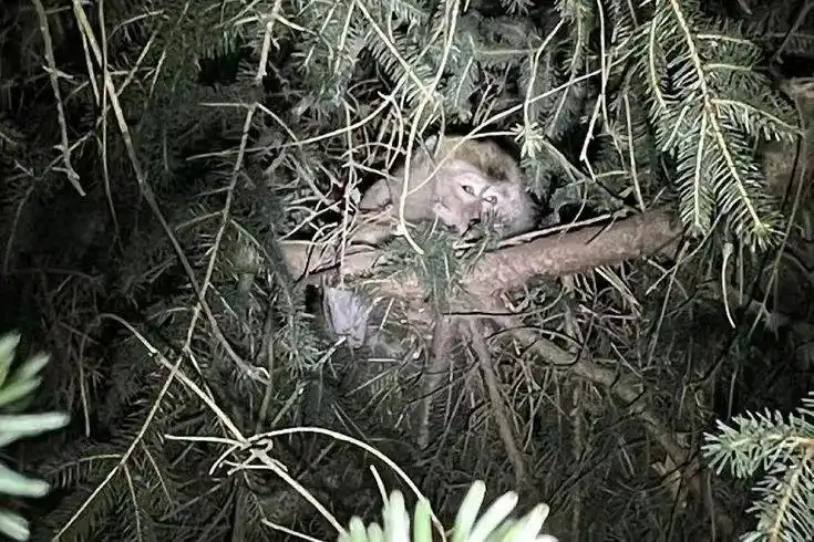美国一女子为保护孩子击毙实验猴_实验猴车祸外逃事件_食蟹猕猴接触人类感染风险