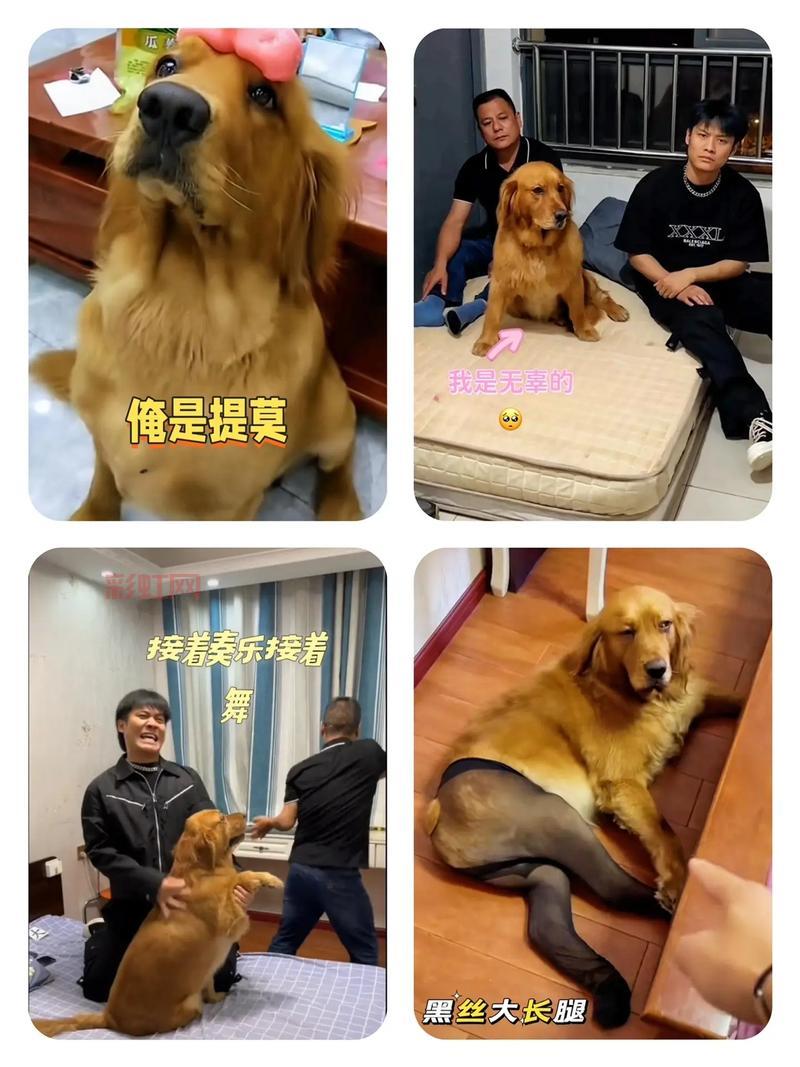 探讨:玩提莫都是死妈的,这句话为何引起如此争议?