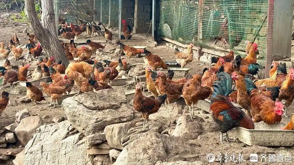 枣庄辣子鸡月饼火了_枣庄孙枝鸡养殖基地_枣庄辣子鸡正宗做法