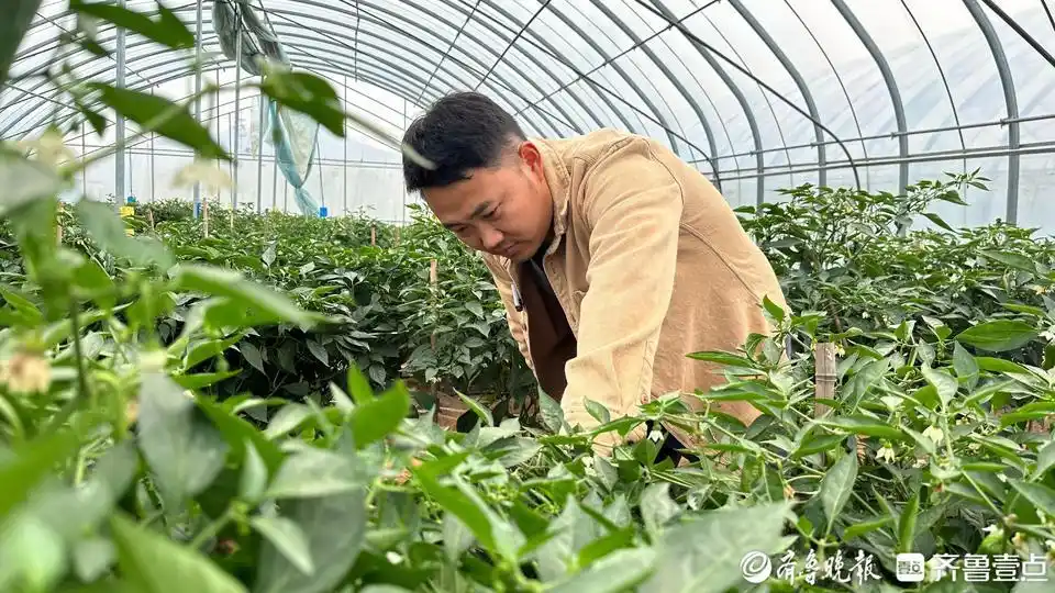 枣庄孙枝鸡养殖基地_枣庄辣子鸡正宗做法_枣庄辣子鸡月饼火了