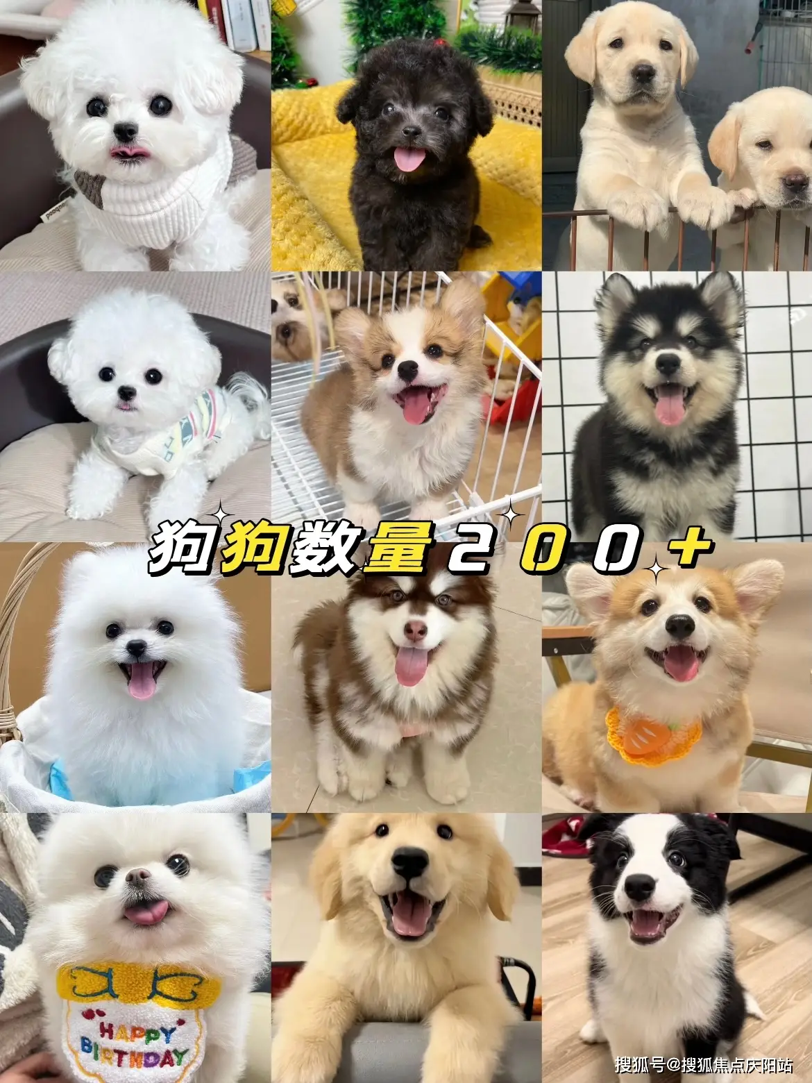 西安福安家宠物店未央店_正规犬舍猫舍基地_西安博美犬多少钱一只
