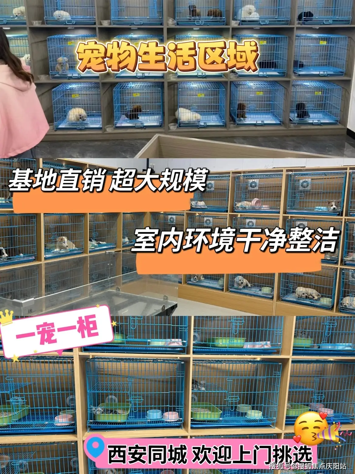 佛山买博美犬地方，这里有你想要的安全保障，还能亲自挑选宠物哦！
