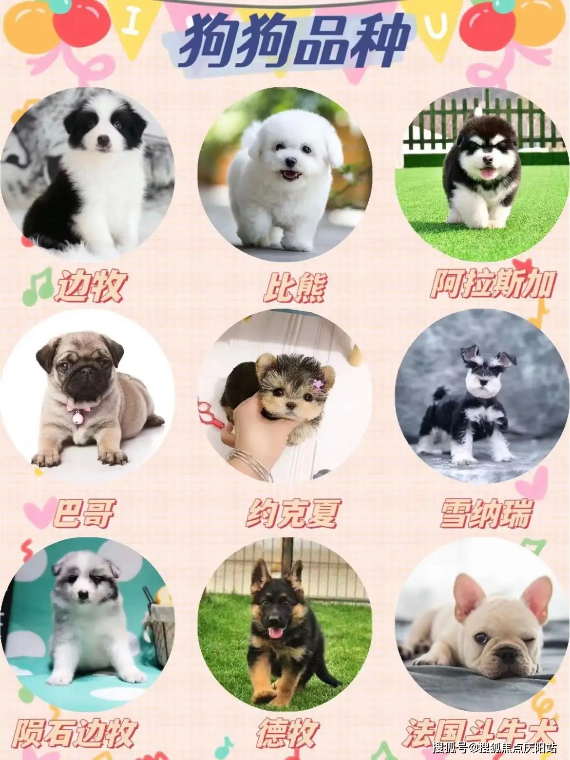 佛山福安家宠物店边牧犬_佛山靠谱宠物店纯种犬_西安博美犬多少钱一只