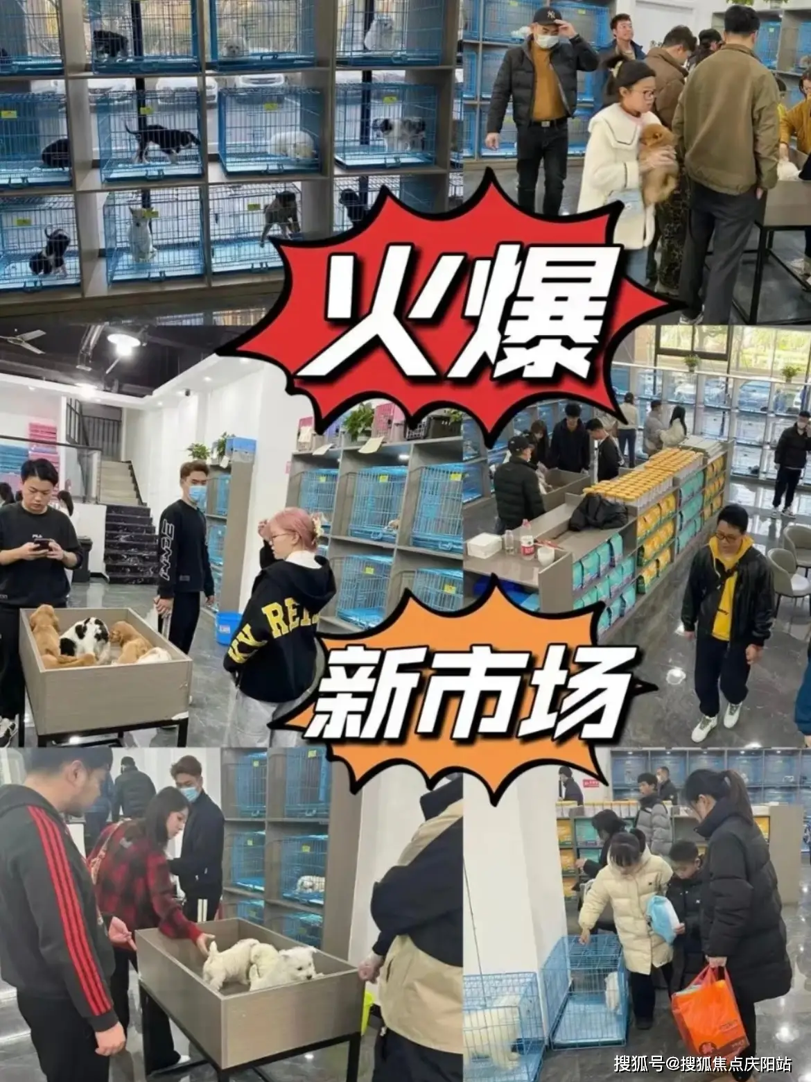 西安博美犬多少钱一只_佛山靠谱宠物店纯种犬_佛山福安家宠物店边牧犬