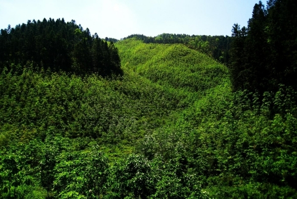桂东中药材种植 国家地理标志证明商标 桂东康养避暑旅游_桂东荣获中国最佳生态旅游示范县称号 新华网