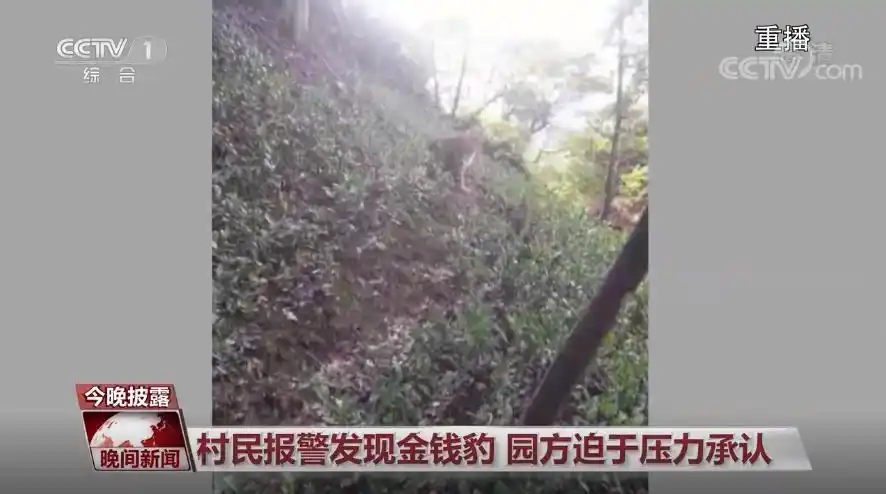 杭州野生动物世界金钱豹外逃事件_杭州金钱豹逃逸真相_杭州逃逸豹子现身产3崽系谣言
