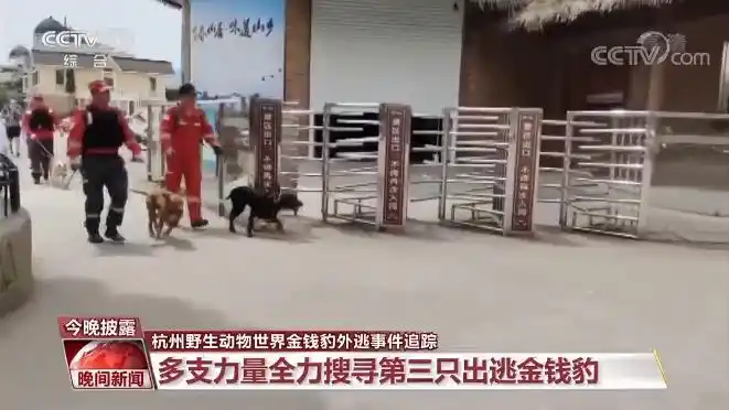杭州逃逸豹子现身产3崽系谣言_杭州金钱豹逃逸真相_杭州野生动物世界金钱豹外逃事件