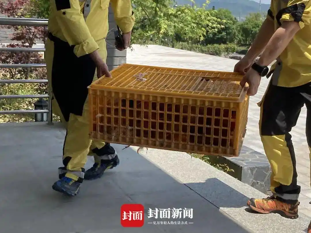 杭州金钱豹未找到数量_杭州野生动物世界金钱豹外逃事件_杭州逃逸豹子现身产3崽系谣言
