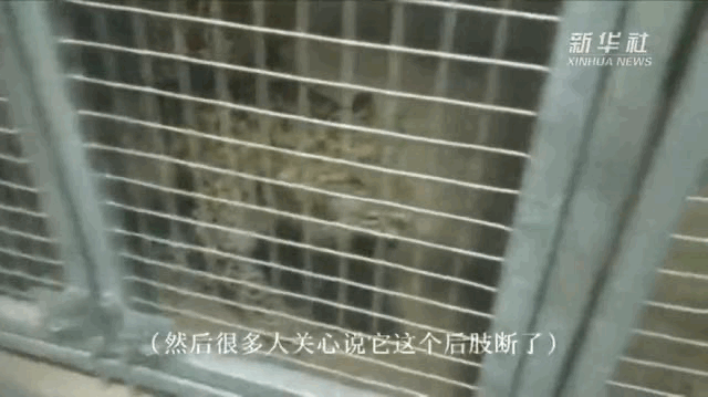 杭州野生动物世界金钱豹外逃事件_杭州逃逸豹子现身产3崽系谣言_杭州金钱豹未找到数量