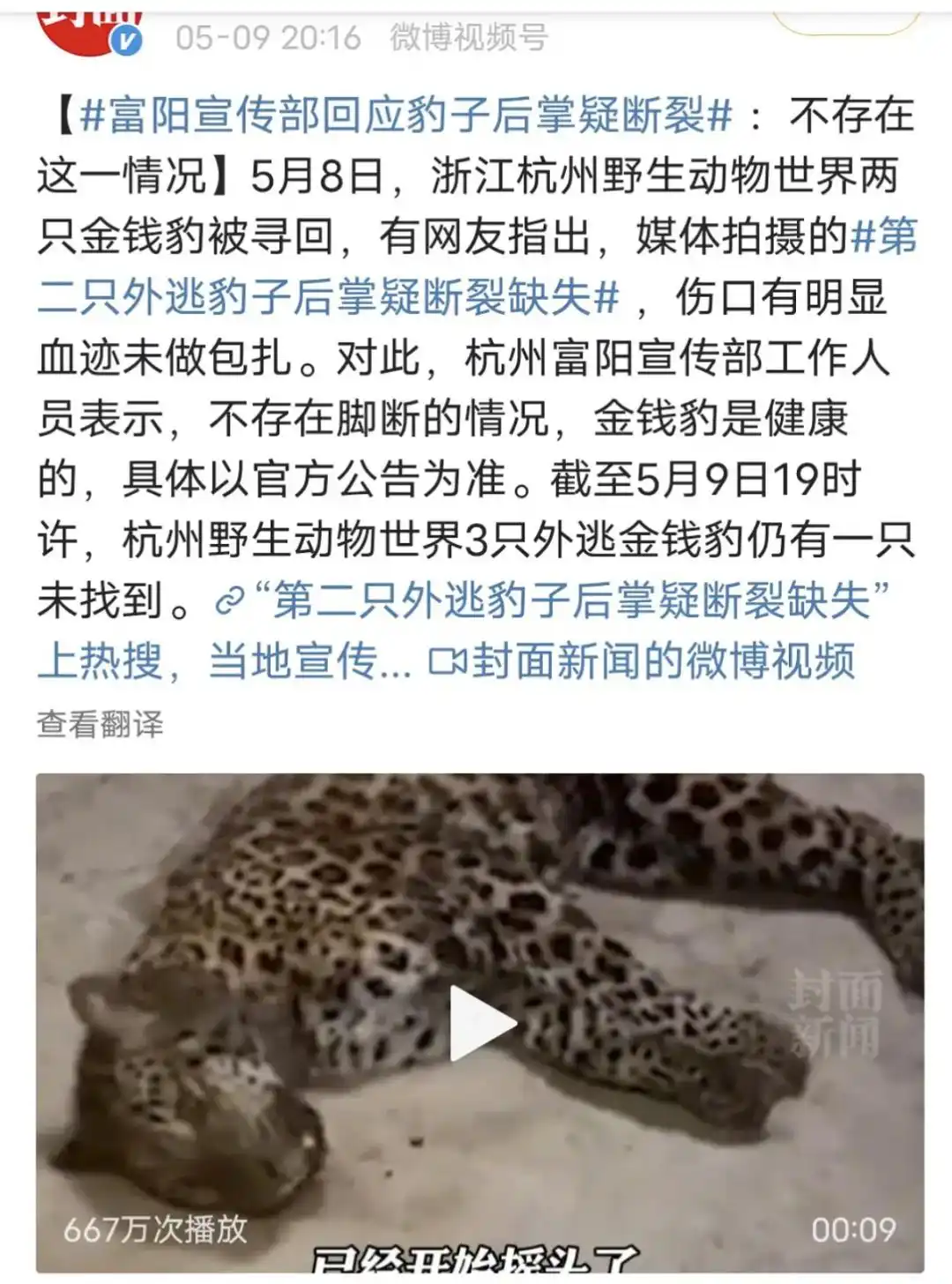 杭州野生动物世界金钱豹外逃事件_杭州金钱豹未找到数量_杭州逃逸豹子现身产3崽系谣言