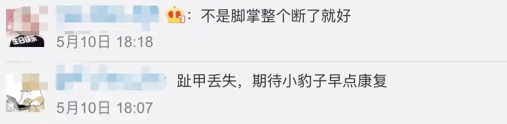 杭州逃逸豹子现身产3崽系谣言_杭州金钱豹未找到数量_杭州野生动物世界金钱豹外逃事件