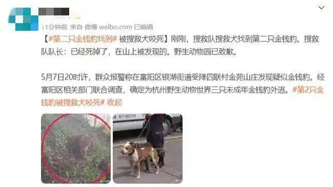杭州野生动物世界金钱豹外逃事件_金钱豹杭州外逃真相_杭州逃逸豹子现身产3崽系谣言
