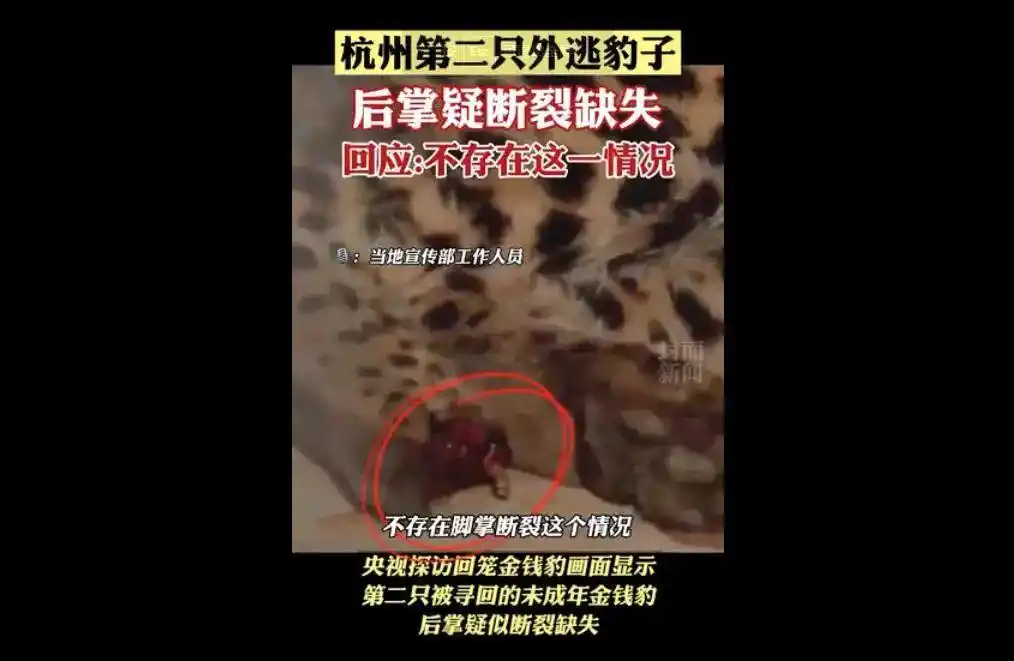 杭州野生动物世界金钱豹外逃事件_杭州逃逸豹子现身产3崽系谣言_金钱豹杭州外逃真相
