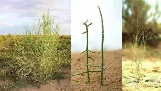 支付宝家庭树变化几次图片_蚂蚁森林怎么玩_蚂蚁森林游戏攻略