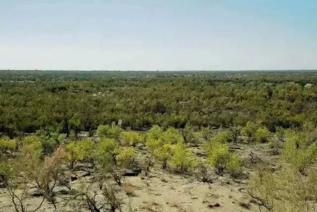 支付宝家庭树变化几次图片_蚂蚁森林怎么玩_蚂蚁森林游戏攻略