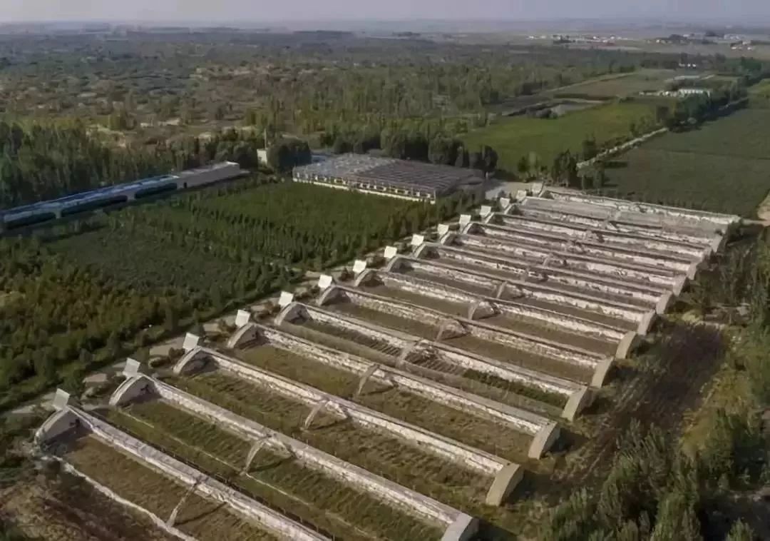 蚂蚁森林游戏攻略_蚂蚁森林怎么玩_支付宝家庭树变化几次图片