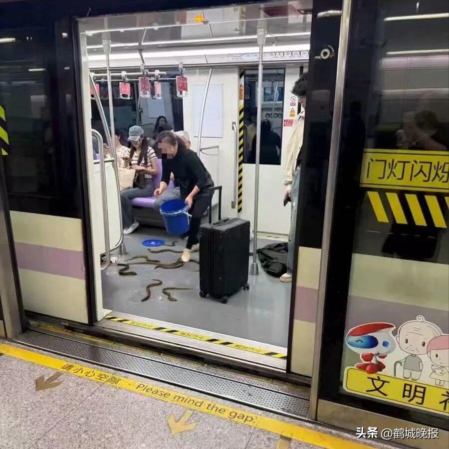 上海地铁活蟹规定_上海地铁实时新闻_活蟹能否进地铁